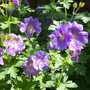 Garden_pictures_012