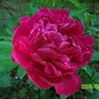 Peony (Peony)