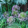 Allium_christophii