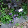 Campanula