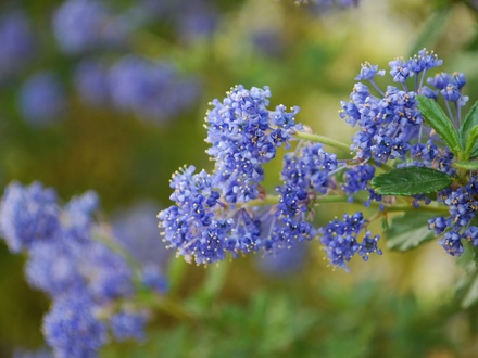 Ceanothus.jpg