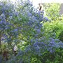 Ceanothus_2