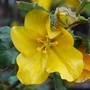Fremontenron_-_california_glory_flower
