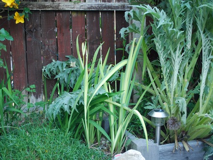 Iris_-_Pseudo_acourus_verigatus.jpg