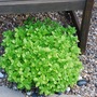 Lush_marjoram
