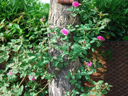 Rose_and_scotch_pine_trunk.jpg
