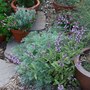 Sage_in_full_flower