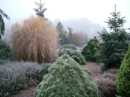 Garden in Winter