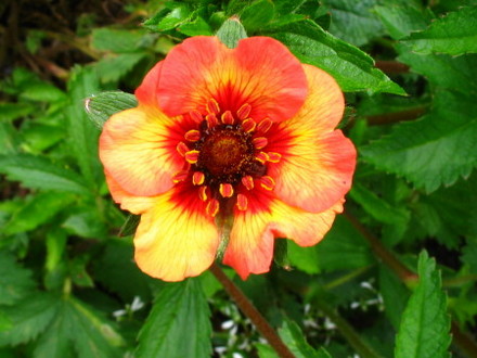 Potentilla Miss Willmott (Potentilla)