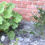 The_stepping_stones_005