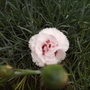 Dianthus alwoodii (?)