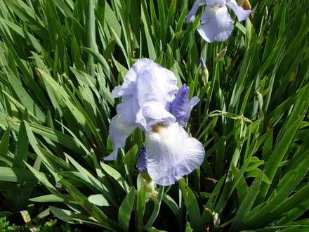Bearded Iris