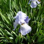 Bearded Iris