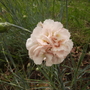 Dianthuspinkriiplecentrefamilyappletreebedvistabile05