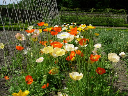 Icelandic Poppies (Papavar Croeseum)