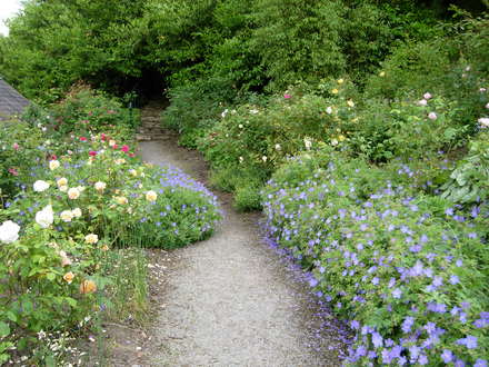 Geranium and Rose Border