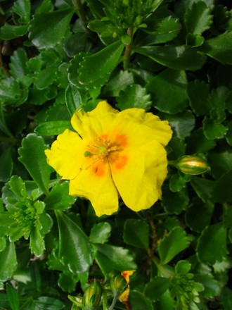 Helianthemum BenFhada (Helianthemum)