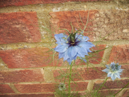Love in the Mist (Nigella)  .... dark centre 06.08 (Nigella damascena)