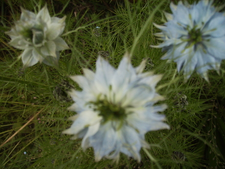 Love in the Mist (Nigella)  .... white centre 06.08 (Nigella damascena)