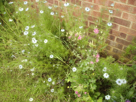Love in a Mist (Nigella) & Columbine (Aqualegia) 06.08 (Nigella damascena)