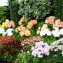 Shrewsbury flower show 2007