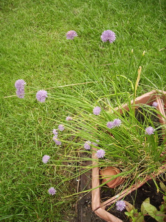 Chives (Allium schoenoprasum.) 05.08 (Allium schoenoprasum)