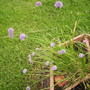 Chives (Allium schoenoprasum.) 05.08 (Allium schoenoprasum)
