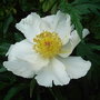 Paeonia__white_wings_