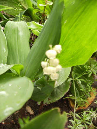 Lily of the Valley (Convallaria majalis) 05.08 (Convallaria majalis (Vistabile))