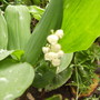 Lily of the Valley (Convallaria majalis) 05.08 (Convallaria majalis (Vistabile))