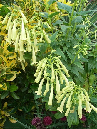 Phygelius 'Mooonraker' (Phygelius 'Mooonraker')