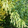 Phygelius__mooonraker_