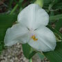 Tradescantia_-_1