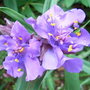Tradescantia Andersoniana Group