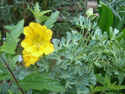 Tropaeolum polyphyllum (Tropaeolum polyphyllum)
