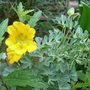 Tropaeolum polyphyllum