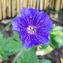 Picture_136