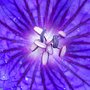 Picture_154