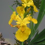 Garden2_013