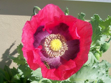 6_6_1.jpg (Papaver commutatum)
