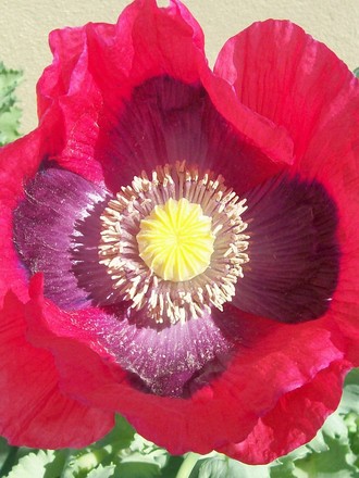 6_6_2.jpg (Papaver commutatum)