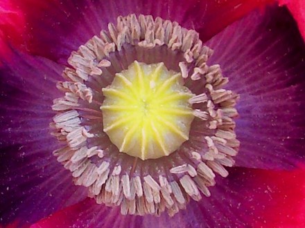 6_6_3.jpg (Papaver commutatum)