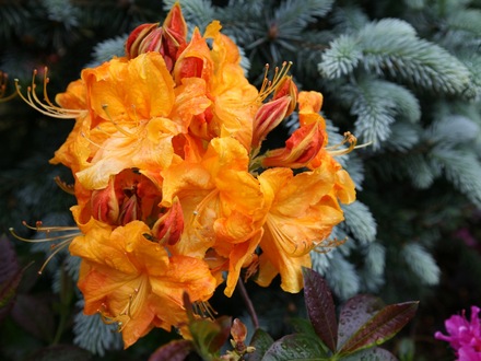 Azalea (picea Koster)