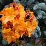 Azalea