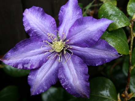 Clematis