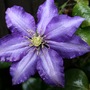 Clematis