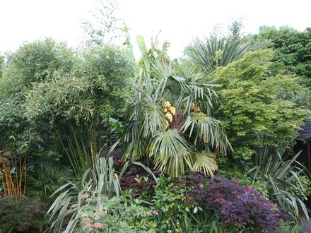 Palm border (Trachycarpus fortunei (Chusan palm))