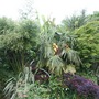Palm_border