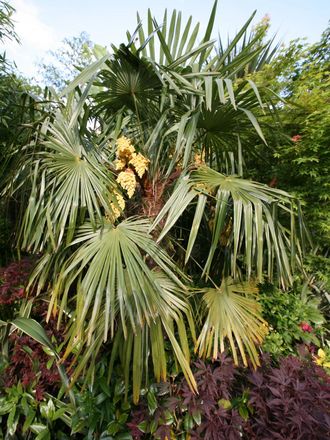 Palm 5 June (Trachycarpus fortunei (Chusan palm))