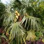 Palm_5_june